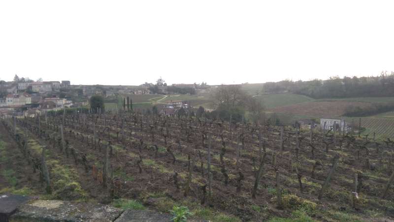 Looking out over St Emilion
